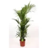 None Kentia 27cm House Plant 2 None Kentia 27cm House Plant -GreenScape Sales Store 12804522 1204843273110699