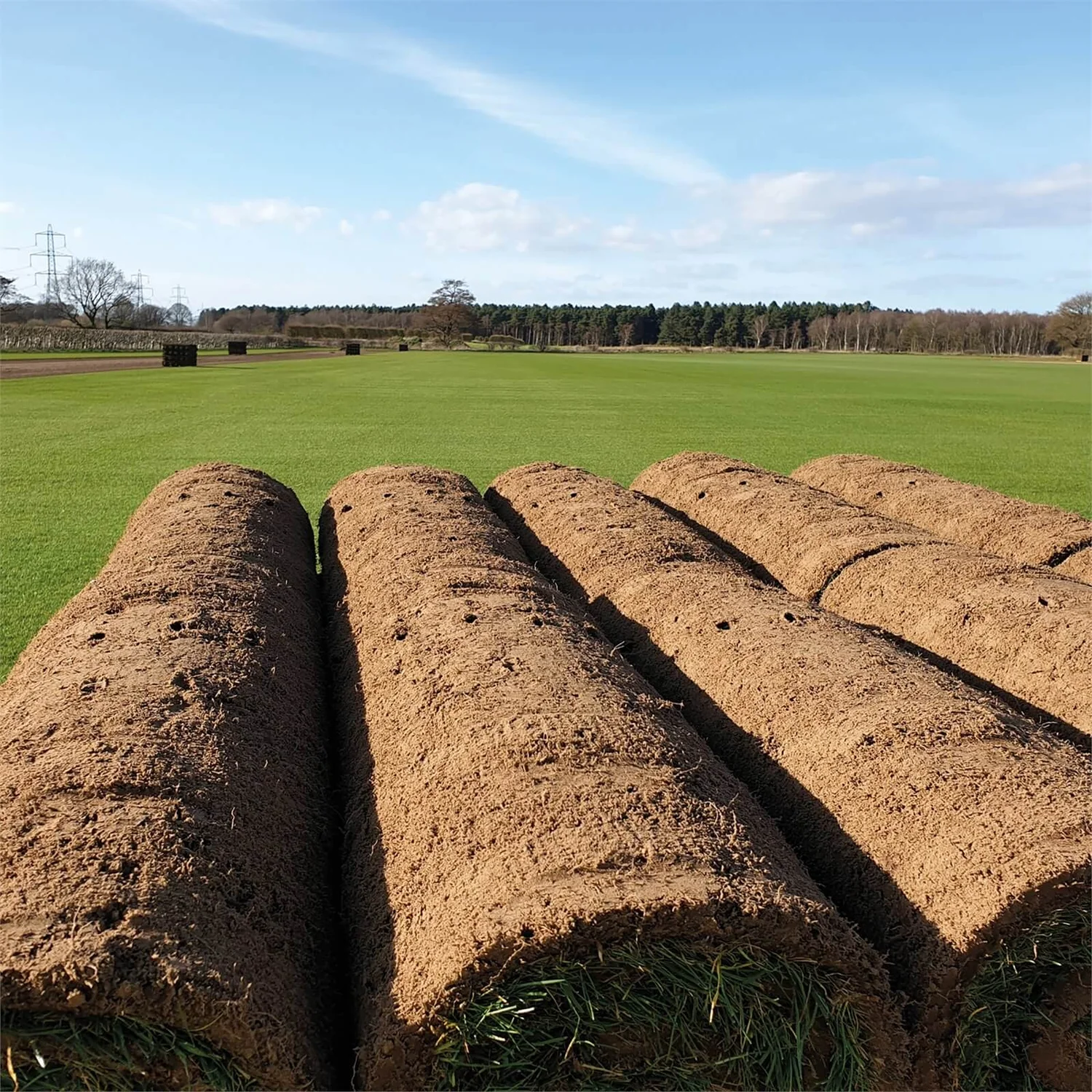 None Classic Fresh Turf Roll 3 None Classic Fresh Turf Roll