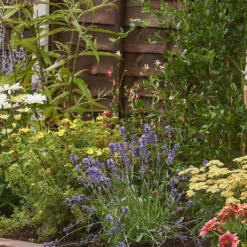 Bee And Butterfly Border Collection - 7m X 90cm -GreenScape Sales Store 12806825 1325027567469294