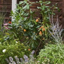 Sensory Border Collection - 10m X 90cm -GreenScape Sales Store 12806961 1865035133023884