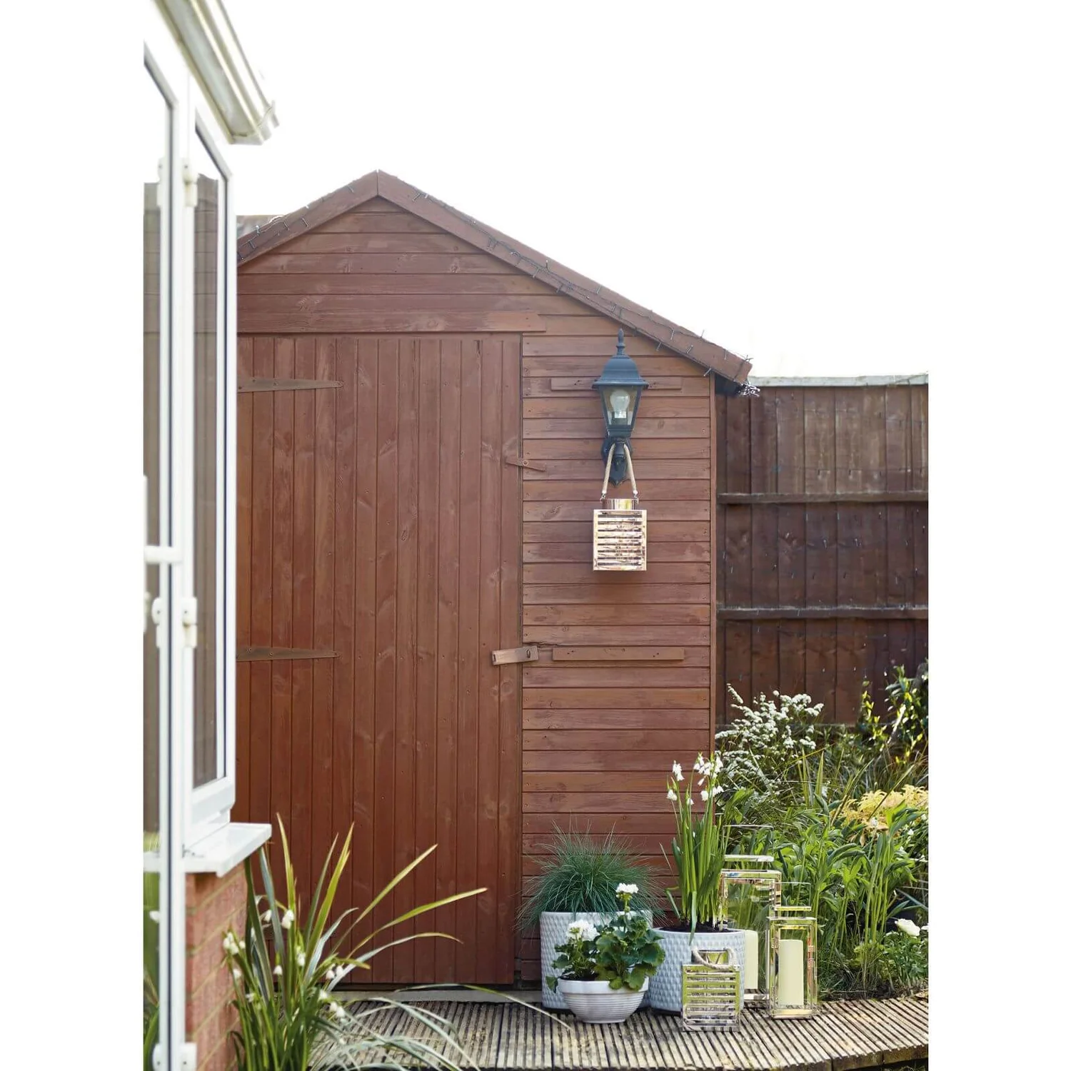 Grass Festuca Intense Blue (Blue Fescue) 17cm 5 Grass Festuca Intense Blue (Blue Fescue) 17cm - Image 3