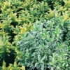 Euonymus Japonicus (Large Leaf) Mix 13cm -GreenScape Sales Store 12807070 1184893274785678