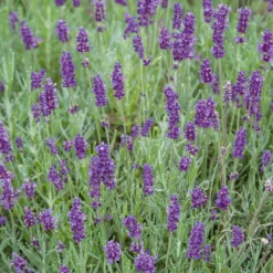 Lavandula/Lavender Angustifolia 6 Pack -GreenScape Sales Store 12807176 1404833170497164