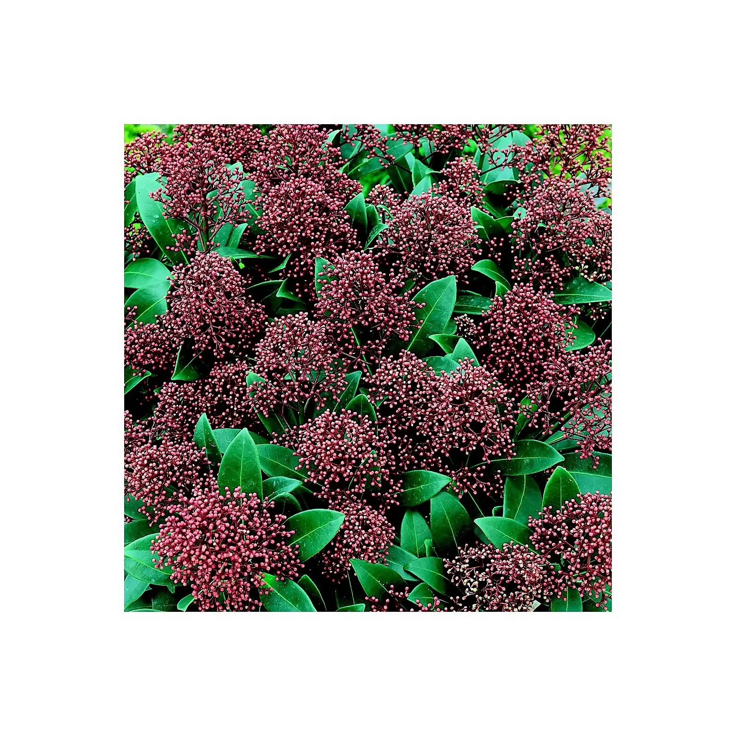 Skimmia Japonica Rubella 17cm 3 Skimmia Japonica Rubella 17cm