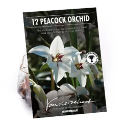 None Gladiolus Callianthus - Bicolour - Summer Bloom Bulbs