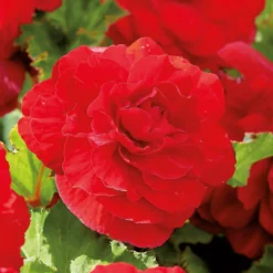 None Begonia - Red - Summer Bloom Bulbs -GreenScape Sales Store 12807873 1945020399436433