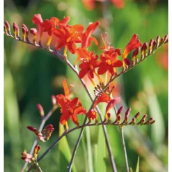 None Crocosomia Lucifer - Summer Bloom Bulbs -GreenScape Sales Store 12807881 1795020399432965