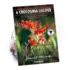 None Crocosomia Lucifer - Summer Bloom Bulbs -GreenScape Sales Store 12807881 5825020399367700