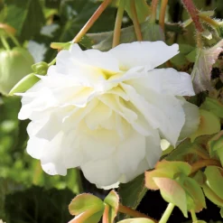 None Begonia - White - Summer Bloom Bulbs -GreenScape Sales Store 12807884 1855020399452717