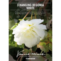 None Begonia - White - Summer Bloom Bulbs -GreenScape Sales Store 12807884 9855020399411431