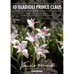 None Cornus Mix - 17cm - Summer Bloom Bulbs -GreenScape Sales Store 12807989 1665020399411044