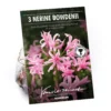 None Nerine Bowdenii - Summer Bloom Bulbs -GreenScape Sales Store 12807992 1765020399363017