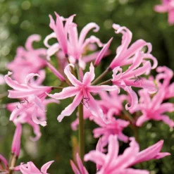 None Nerine Bowdenii - Summer Bloom Bulbs -GreenScape Sales Store 12807992 2055020399459413