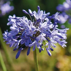 None Agapanthus Donau -GreenScape Sales Store 12807995 4545020399623147