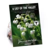 None Convallaria - Summer Bloom Bulbs -GreenScape Sales Store 12807997 1325020399522548