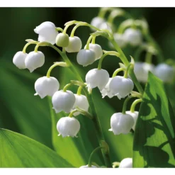 None Convallaria - Summer Bloom Bulbs -GreenScape Sales Store 12807997 1375020399614033