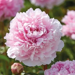 None Paeonia - Summer Bloom Bulbs -GreenScape Sales Store 12808001 1085020399623795