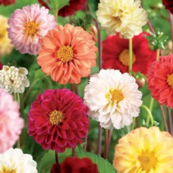 None Mixed Unwin Dahlia's - Summer Bloom Bulbs -GreenScape Sales Store 12810511 1995020399133436