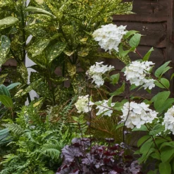 Shady Border Collection - 4m X 90cm 14 Shady Border Collection - 4m X 90cm -GreenScape Sales Store 12811410 1025034637275093