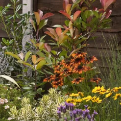 Mediterranean Border Collection - 5m X 60cm 14 Mediterranean Border Collection - 5m X 60cm -GreenScape Sales Store 12811462 1725027867624970