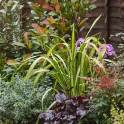 Evergreen Border Collection - 4m X 60cm -GreenScape Sales Store 12811554 1355027891961021