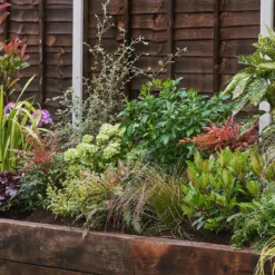 Evergreen Border Collection - 3m X 90cm