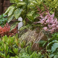 Evergreen Border Collection - 10m X 90cm 14 Evergreen Border Collection - 10m X 90cm -GreenScape Sales Store 12811594 8325027649654576