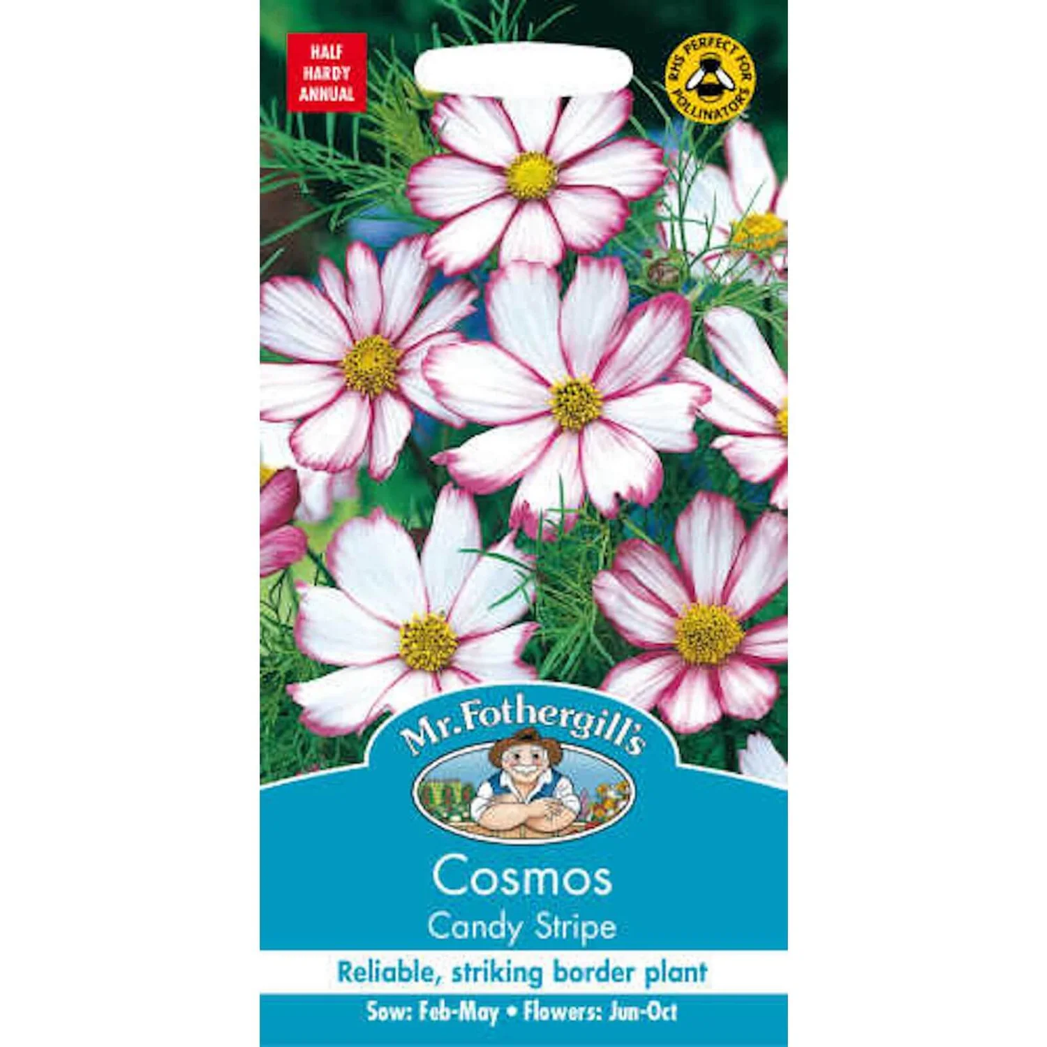 Mr. Fothergill's Cosmos Candy Stripe Seeds 3 Mr. Fothergill's Cosmos Candy Stripe Seeds