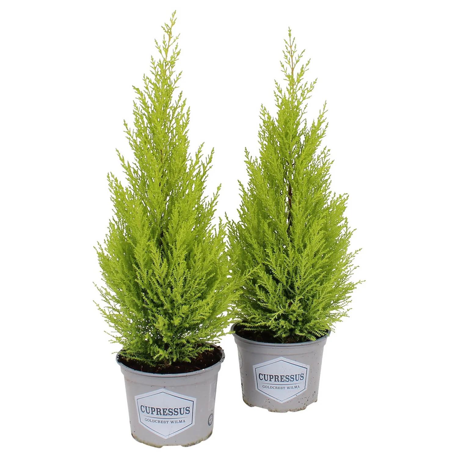 Cupressus Macr. Goldcrest Wilma Pyramid (Cupressus Macrocarpa 'Goldcrest') 17cm 4 Cupressus Macr. Goldcrest Wilma Pyramid (Cupressus Macrocarpa 'Goldcrest') 17cm - Image 2