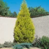 Cupressus Macr. Goldcrest Wilma Pyramid (Cupressus Macrocarpa 'Goldcrest') 17cm -GreenScape Sales Store 12812584 1974857369170286