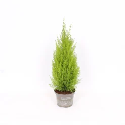 Cupressus Macr. Goldcrest Wilma Pyramid (Cupressus Macrocarpa 'Goldcrest') 17cm 7 Cupressus Macr. Goldcrest Wilma Pyramid (Cupressus Macrocarpa 'Goldcrest') 17cm -GreenScape Sales Store 12812584 5045057090534145