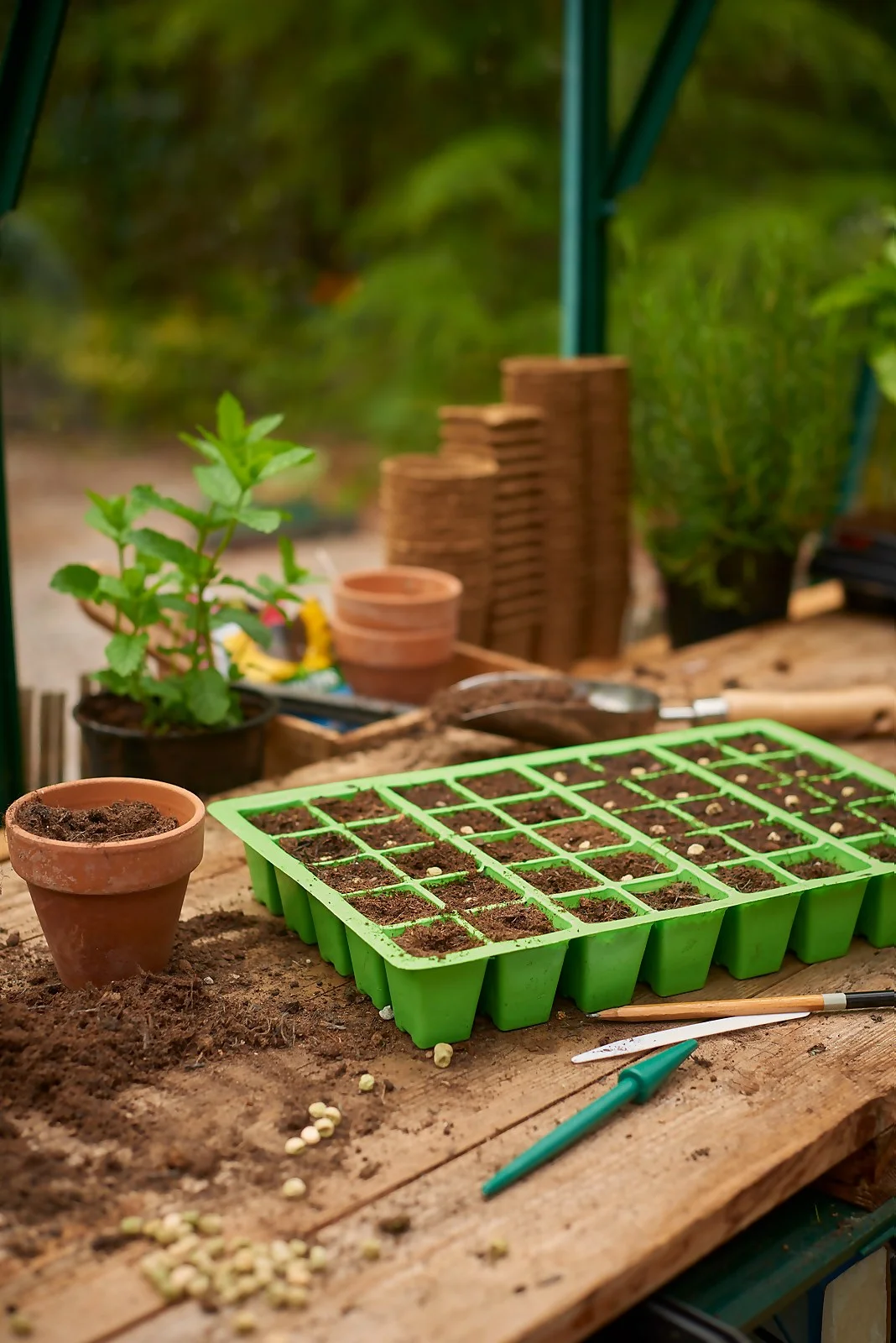 Plantpak 40 Cell Seed Tray Insert (Pack Of 4) 4 Plantpak 40 Cell Seed Tray Insert (Pack Of 4) - Image 2
