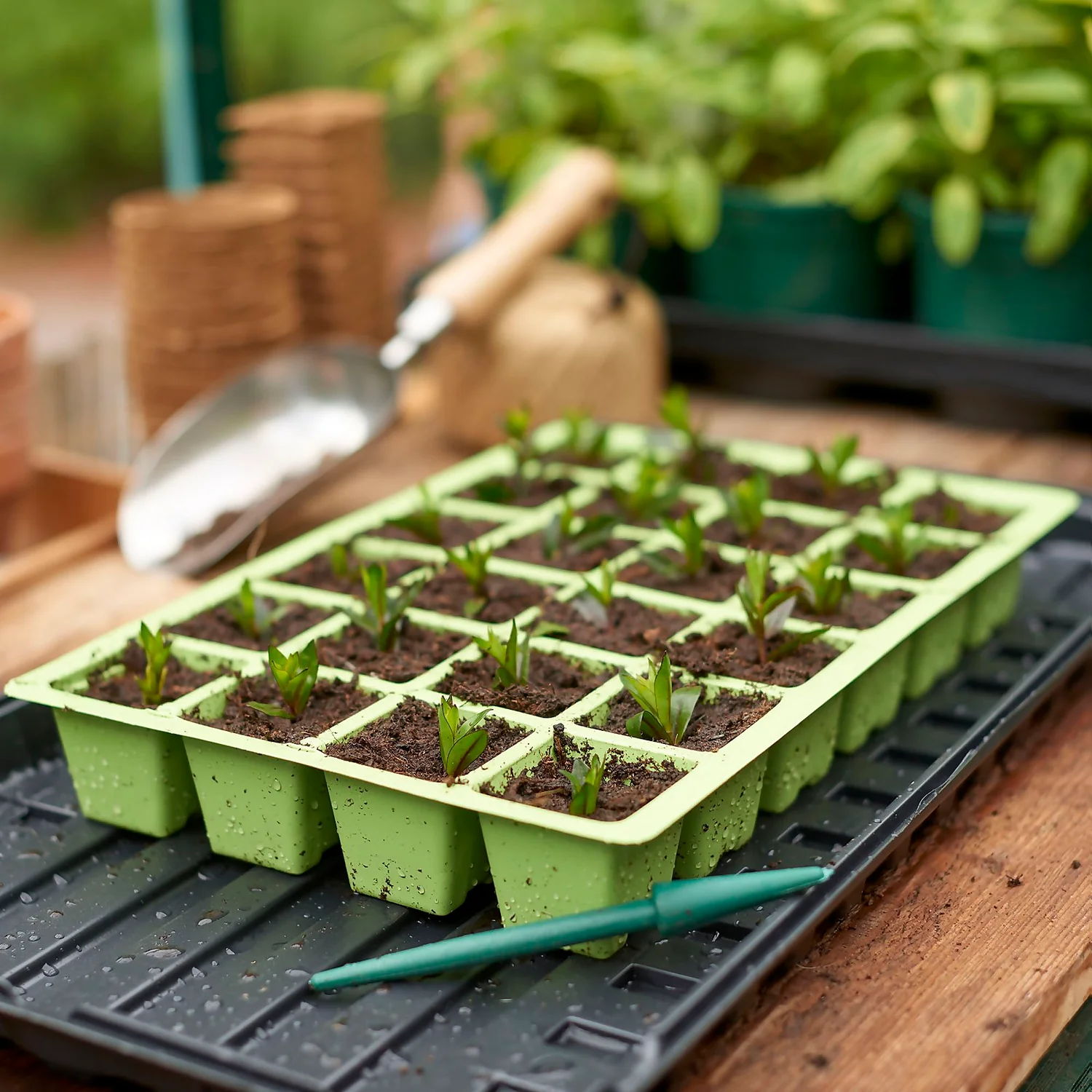 Cell Seed Tray Inserts 3 Cell Seed Tray Inserts