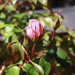 Ecofective Ready To Use Rose Defender - 1L -GreenScape Sales Store 12814538 9134833192298167