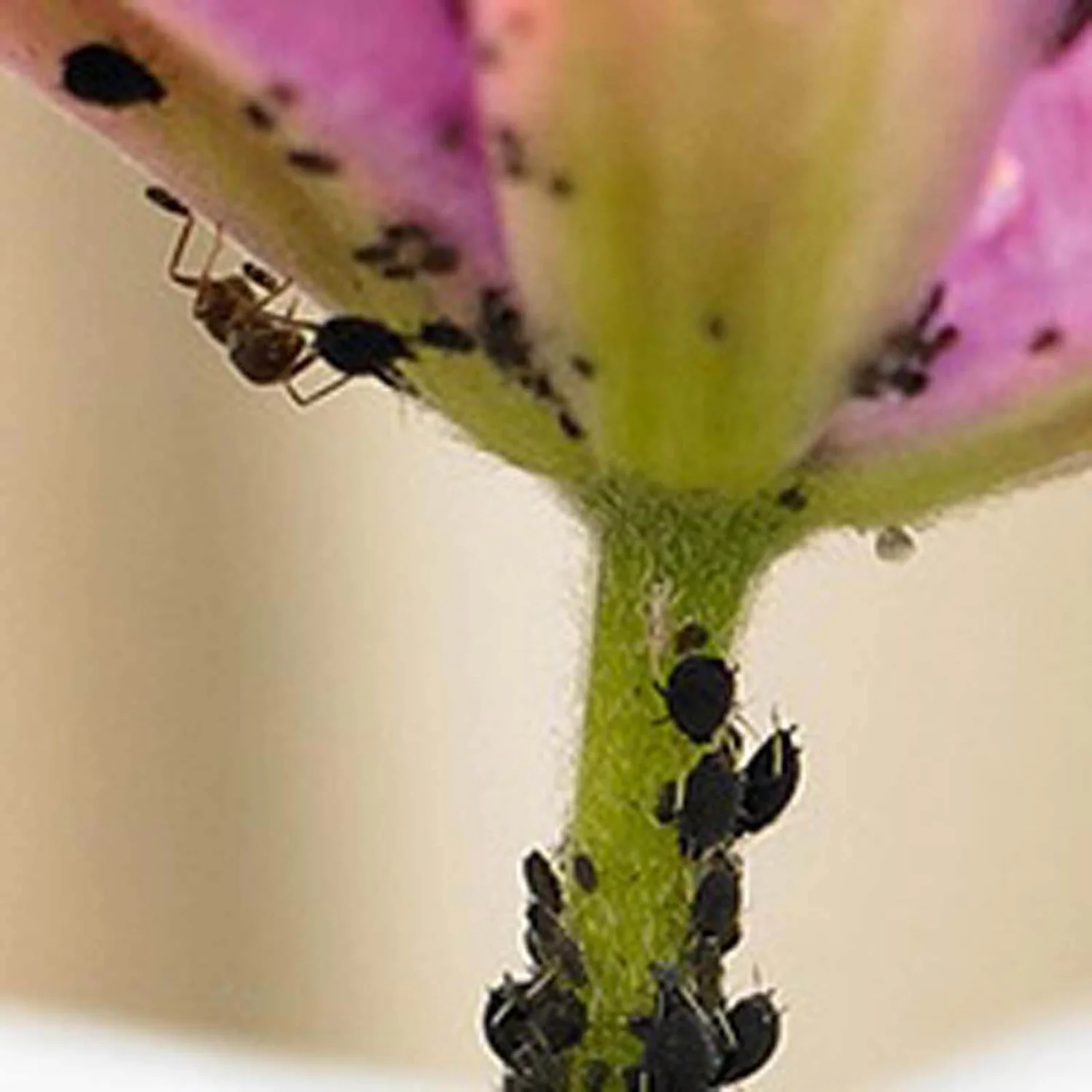 Ecofective Ready To Use Bug And Mildew Control - 1L 4 Ecofective Ready To Use Bug And Mildew Control - 1L - Image 2