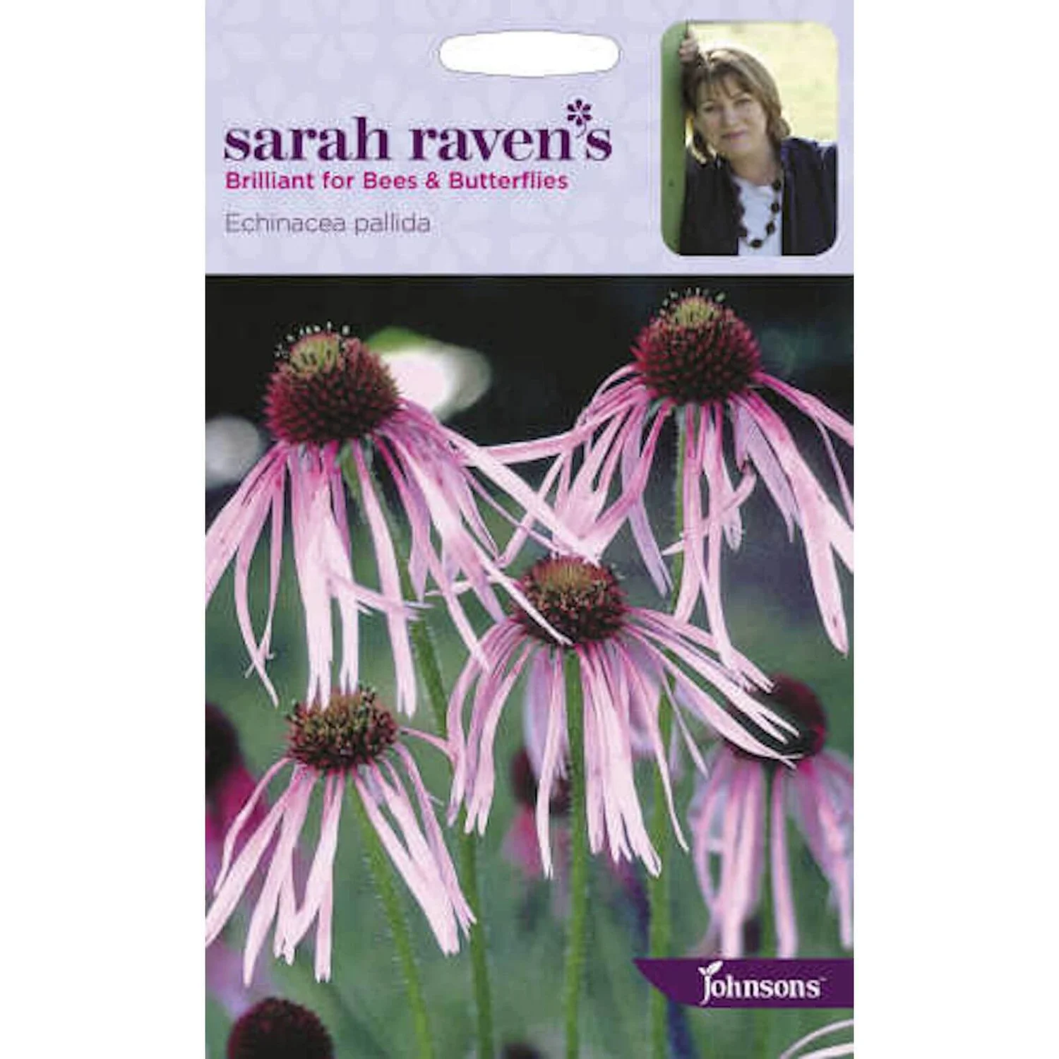Sarah Ravens Echinacea Pallida Seeds 3 Sarah Ravens Echinacea Pallida Seeds