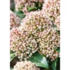 Skimmia Japonica Rubella 23cm -GreenScape Sales Store 12817682 5374987662968649