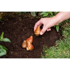 Westland Bulb Planting Compost - 20L -GreenScape Sales Store 12819355 9244869971373729