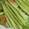 Mr. Fothergill's Runner Bean Streamline Seeds 1 Mr. Fothergill's Runner Bean Streamline Seeds -GreenScape Sales Store 12820622 1544831948865556