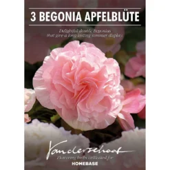 None Begonia - Wummi Apfelblute - Summer Bloom Bulbs -GreenScape Sales Store 12821837 1295020399737876