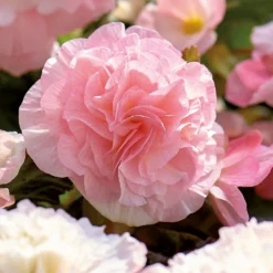 None Begonia - Wummi Apfelblute - Summer Bloom Bulbs -GreenScape Sales Store 12821837 1825020399792938