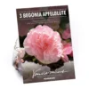 None Begonia - Wummi Apfelblute - Summer Bloom Bulbs -GreenScape Sales Store 12821837 1885020399695099
