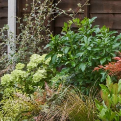 Evergreen Border 6m X 40cm 13 Evergreen Border 6m X 40cm -GreenScape Sales Store 12823311 1015027649623934