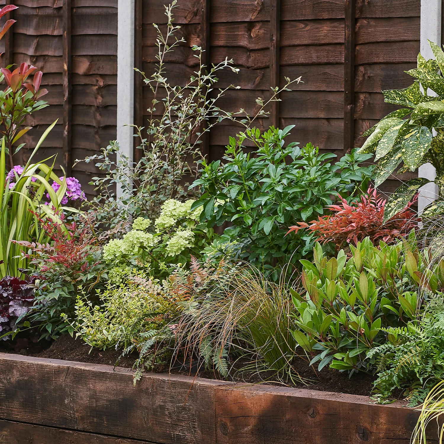 Evergreen Border 5m X 40cm 3 Evergreen Border 5m X 40cm