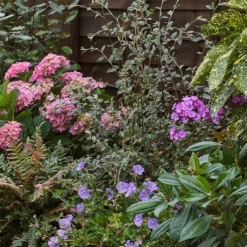 Shady Border 8m X 40cm -GreenScape Sales Store 12823476 1525034637302336