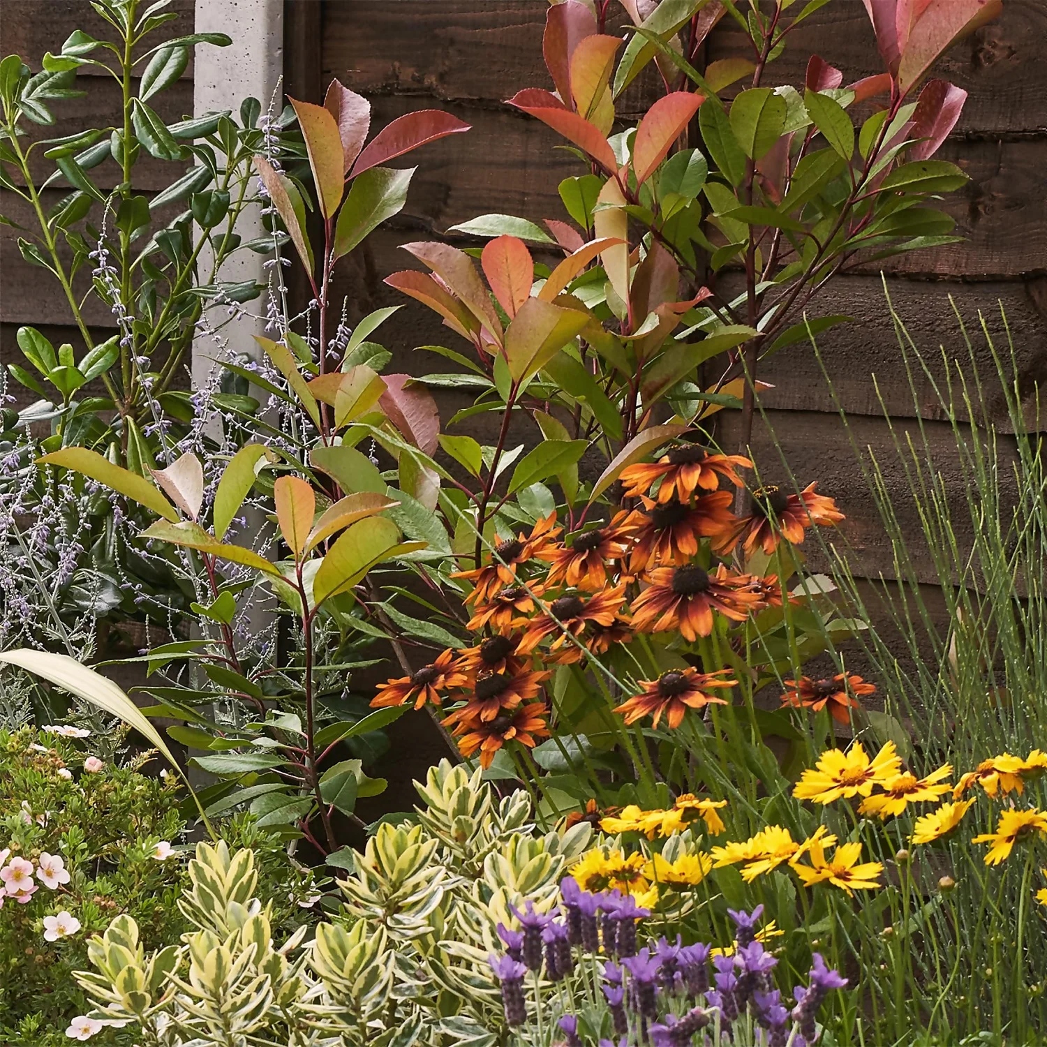 Mediterranean Border 6m X 40cm 8 Mediterranean Border 6m X 40cm - Image 6