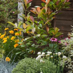 Sunny Border 9m X 40cm -GreenScape Sales Store 12823631 1425035134947130