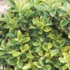 Euonymus Mix 17cm 2 Euonymus Mix 17cm -GreenScape Sales Store 12824323 6604857381271731
