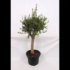 Olive Tree 35L Medditeranean Large Standard (Gs) -GreenScape Sales Store 12825277 1965031722272161