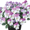 Viola Mix 10 Pack Spring -GreenScape Sales Store 12826491 1934945409097969